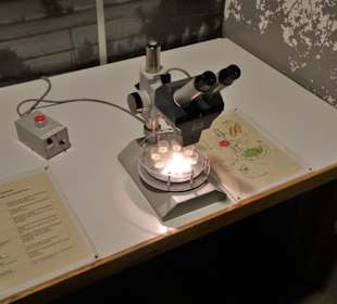 Mikroskopierplatz im Museum am Schölerberg