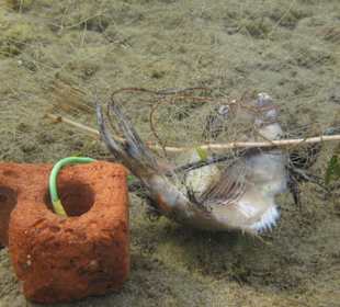 Qualvolles Sterben im Naturschutzgebiet