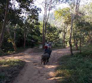 Elefantencamp Chiang Mai