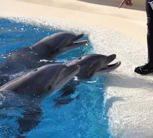 Delfinbecken