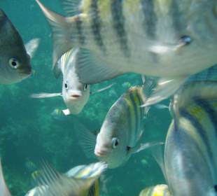 Fische