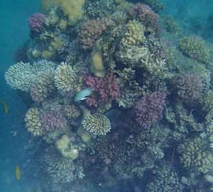 Koralleninsel (20 m vom Steg entfernt)