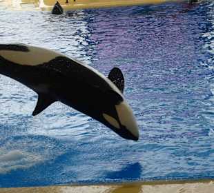 Orca Show