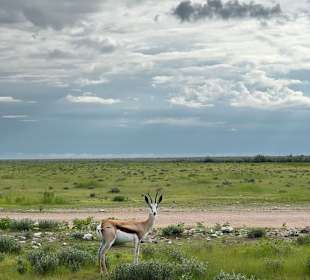 Etosha Park Tier