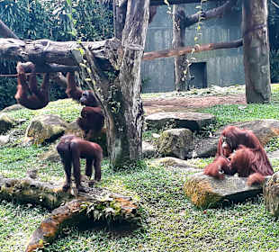Singapur Zoo
