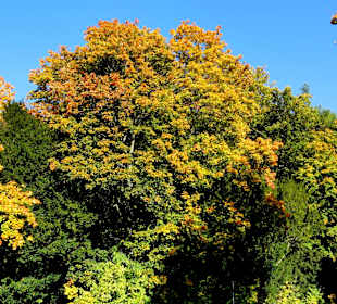 Die Schillerwiese in Herbststimmung 