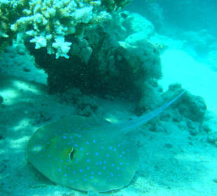 Immer wieder ein schönes Motiv