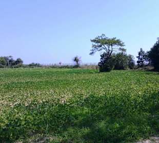 Im Hinterern Bereich