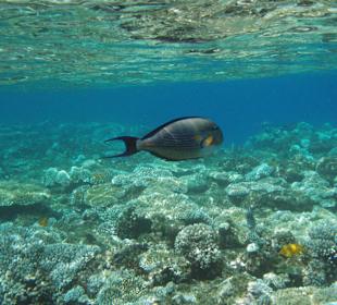 Unterwasserwelt am Riff (über Steg zu erreichen)