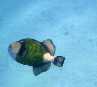 Bunte Unterwasserwelt