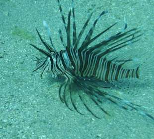 Beim Schnorcheln am Hotel Strand