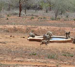 Wasserloch am Rockside Camp Tsavo Ost