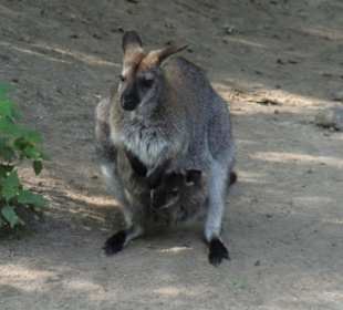 So nah konnten wir an die Tiere heran