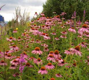 Sonnenhut (Echinacea)