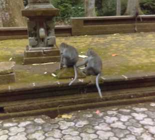 Muskatnußwald, bewohnt von heiligen Affen
