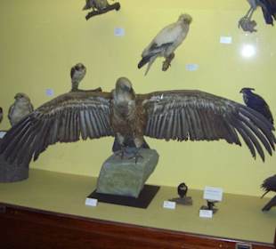 Ausstellung der Greifvögel
