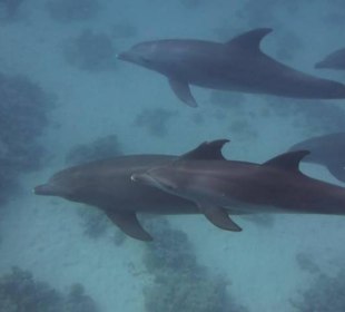 Delfinausflug.de