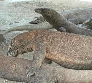Dragons de Komodo
