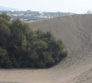 Die Dünen am Strand