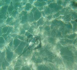 Ausflug Saona mit Ralf