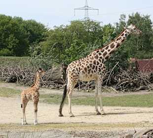 ZOOM Erlebniswelt Gelsenkirchen