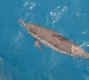 Delfin Tour Marsa Alam