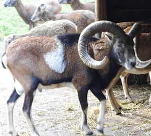 Wildparkimpressionen