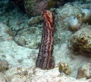 Seegurke in der Paarungszeit