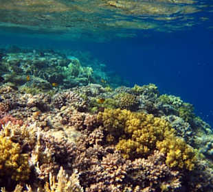 Schnorcheln Am Hausriff Gorgonia Beach!
