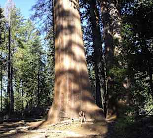 Sequoia Tree