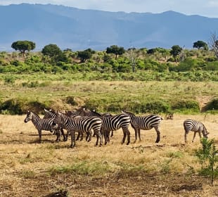 Tsavo West