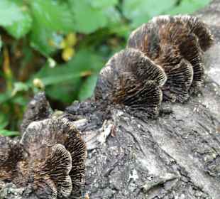 Es gibt viel zu sehen