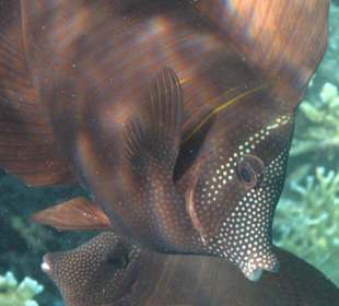 Coraya Bay, Unterwasserwelt