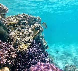 Schnorcheln Marsa Alam