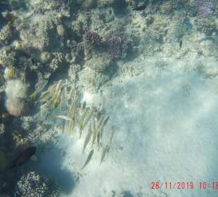 Schnorcheln Hurghada