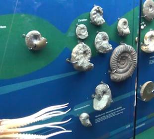 Meeresmuseum Stralsund