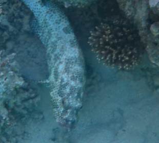 Schnorcheln Makadi Bay