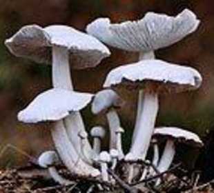 Modell Weisser Büschelrasling lyophyllum connatum