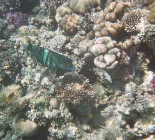 Hausriff des Fort Arabesque