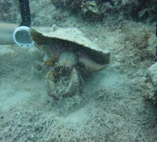 Einsiedler beim Tauchen