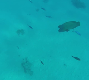 Großer Napoleonfisch