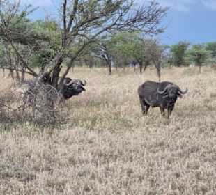 Büffel in der Serengeti 