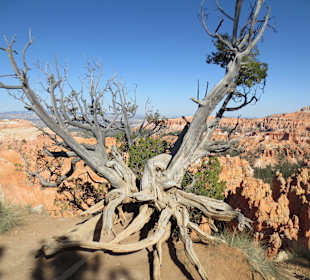 Viele abgestorbene Bäume am Wegesrand