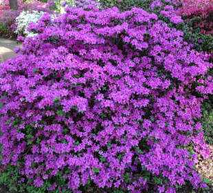 Hauptblüte im Rhododendronpark Bremen