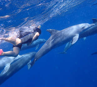 Mitten in der Delphinfamilie schnorcheln