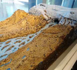 In der Geologie-Abteilung des Museums Lüneburg