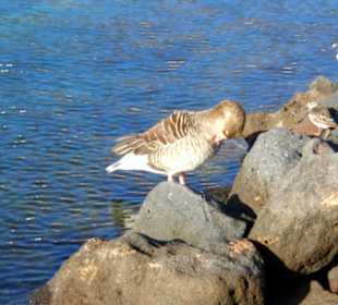 Wildenten, die sich hier niedergelassen haben