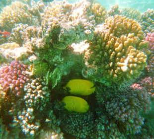 Falterfische am Hausriff