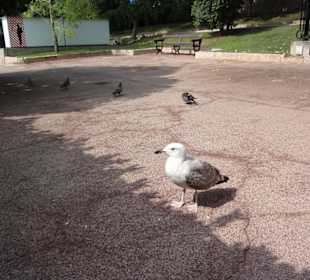 Чайка