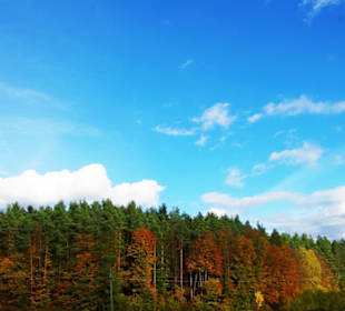 Die Wälder im Hergstgewand